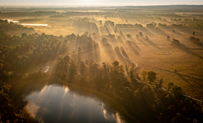 Sunlight streaming through trees in Utrechtse Heuvelrug forest