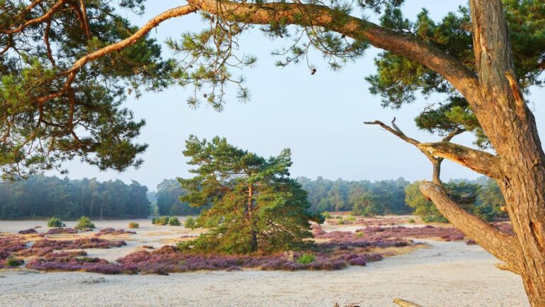 Heathland in Utrechtse Heuvelrug